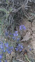 water speedwell
